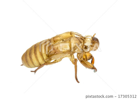 Cicada slough or molt isolated on white background 17305312