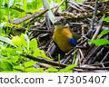 Mangrove Pitta 17305407