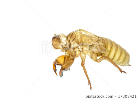 Cicada slough or molt isolated on white background 17305421
