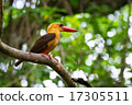 Brown-winged Kingfisher 17305511