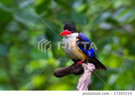 Black-capped Kingfisher 17305514