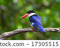 Black-capped Kingfisher 17305515
