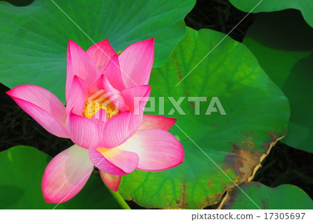 Lotus flower  17305697