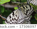 butterfly  17306097