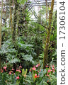Jungle 17306104