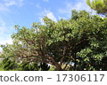 Okinawa tree and sky 17306117