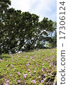 Okinawa Flower Field 17306124