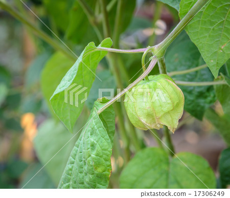 Cape gooseberry (Physalis peruviana) plant Cape gooseberry (Physalis peruviana) plant 17306249
