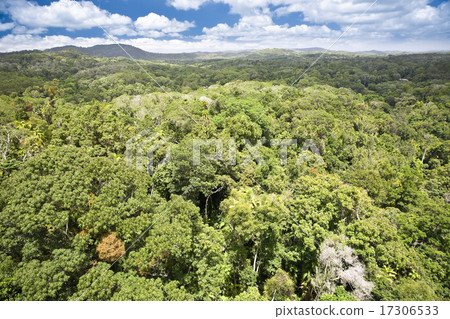 Canopy of rainforest 17306533
