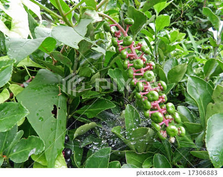 Yoshishi Yamagobou（山羊牛肉苧麻） 17306883