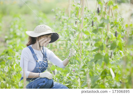 農業女孩 17306895