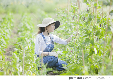 農業女孩 17306902