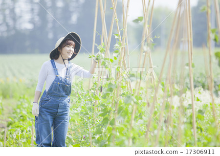 農業女孩 17306911