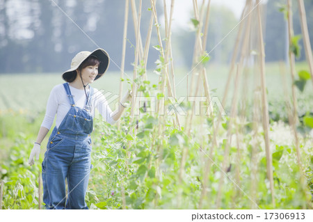 農業女孩 17306913