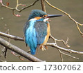 The kingfisher on a branch 17307062