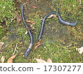 Siebold earthworm 17307277