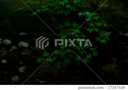 綠葉 綠葉 17307509