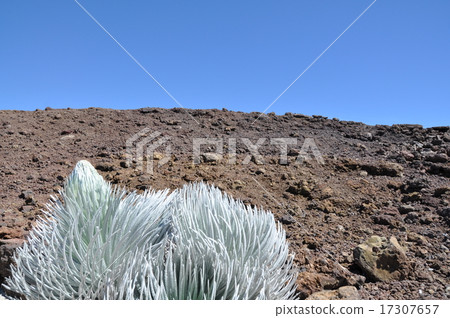 Haleakala's silver sword grass Haleakala's silver sword grass 17307657