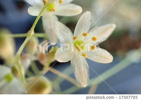 Ohnisogaram Sardierie Ohnisogaram Sardierie 17307785