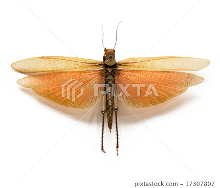The adult locust on a white background. The adult locust on a white background. 17307807