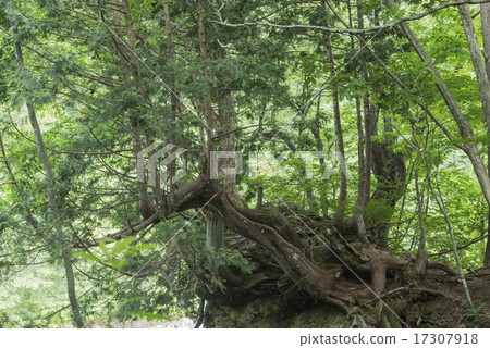 Funny shape tree feeling life force Funny shape tree feeling life force 17307918
