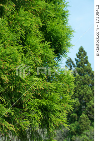 一種似乎是花粉的雪松 17308412