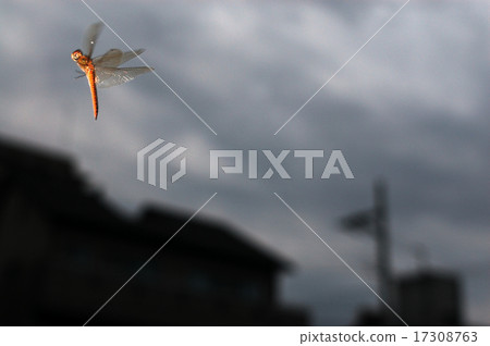 Ustarcissimbo的飛行 17308763