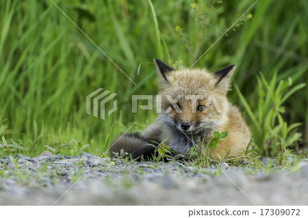 Child fox 17309072