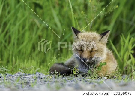 Snail of a child fox 17309073