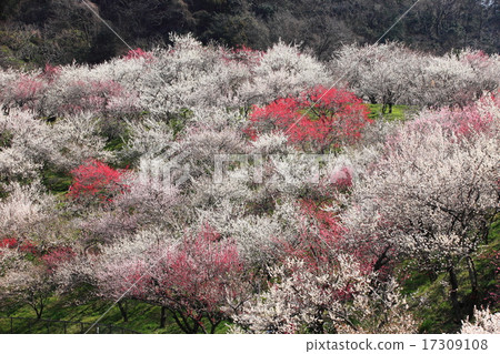 Kinoshitawa Bairin 17309108