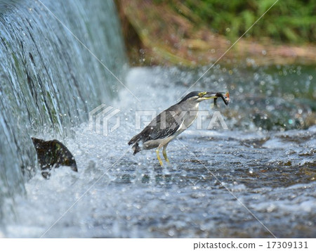 Sasagoi predator 17309131