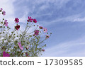 Cosmos with beautiful petals on sunny days 17309585