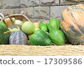 Jindai Botanical Park Autumn Harvest 17309586