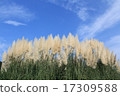 Autumn sky and white-tailed pear and pampas grass 17309588