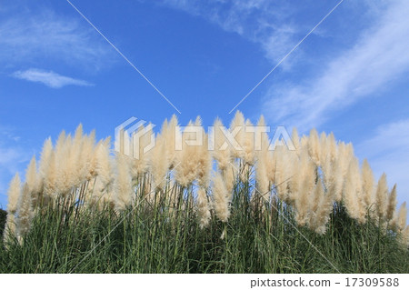 Autumn sky and white-tailed pear and pampas grass Autumn sky and white-tailed pear and pampas grass 17309588