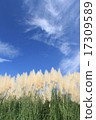 Autumn sky and white-tailed pear and pampas grass 17309589