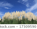 Autumn sky and white-tailed pear and pampas grass 17309590