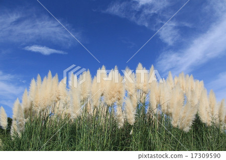Autumn sky and white-tailed pear and pampas grass 17309590