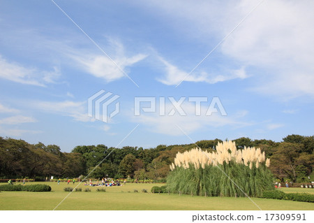 Autumn sky and white-tailed pear and pampas grass Autumn sky and white-tailed pear and pampas grass 17309591