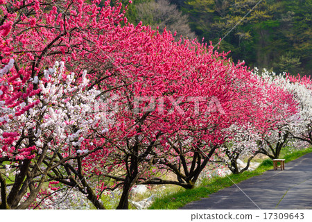 長野Achi Tsukigawa Onsenkyo的Hana 長野Achi Tsukigawa Onsenkyo的Hana 17309643