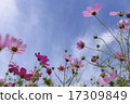 Cosmos with beautiful petals on sunny days 17309849