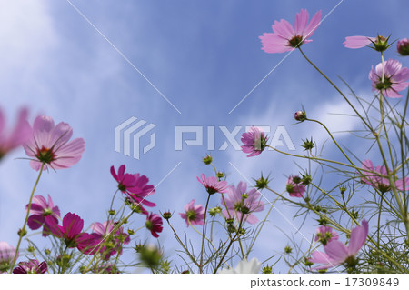 Cosmos with beautiful petals on sunny days Cosmos with beautiful petals on sunny days 17309849