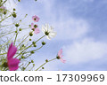 Cosmos with beautiful petals on sunny days 17309969