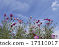 Cosmos with beautiful petals on sunny days 17310017