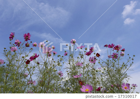 Cosmos with beautiful petals on sunny days 17310017