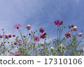 Cosmos with beautiful petals on sunny days 17310106