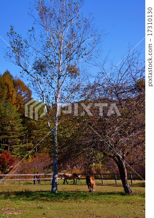 Kiso-Horses in Kaida Farm Kiso-Horses in Kaida Farm 17310130