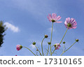Cosmos with beautiful petals on sunny days 17310165