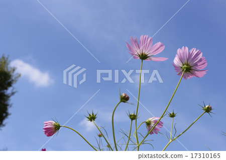 Cosmos with beautiful petals on sunny days Cosmos with beautiful petals on sunny days 17310165