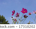 Cosmos with beautiful petals on sunny days 17310202